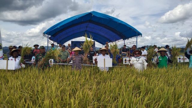 Gapoktan Surya Tani Welala Gelar Panen Raya Padi