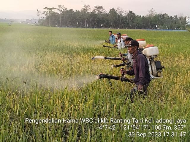 Masyarakat Wiawia Keluhkan Hama Wereng, Pemda Koltim Turun Tangan