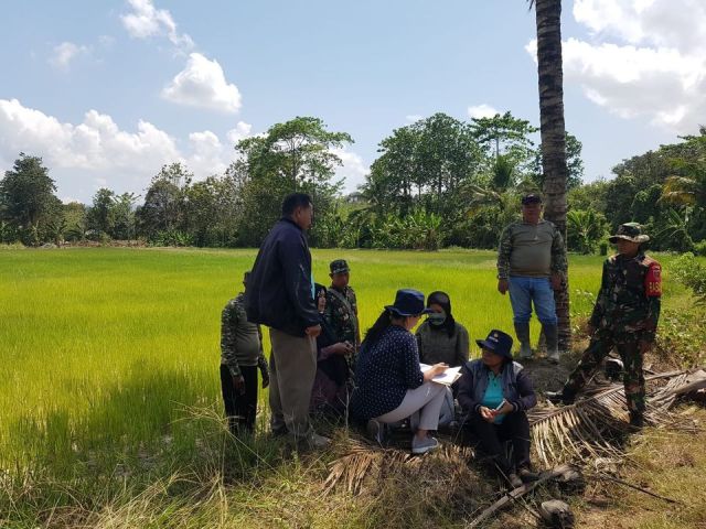 Persawahan Loea Hampir Bebas Elnino