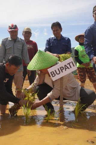 Bupati Tanam Perdana Padi Sawah di Tongauna