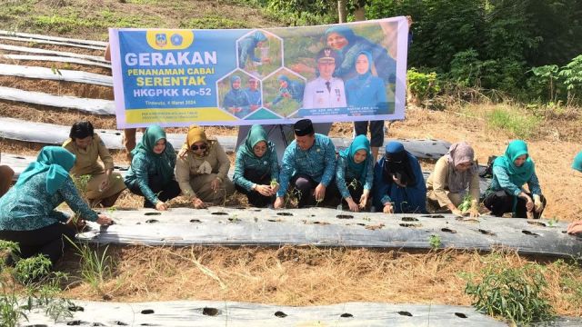 Sambut HKG, PKK Koltim Tanam Cabai