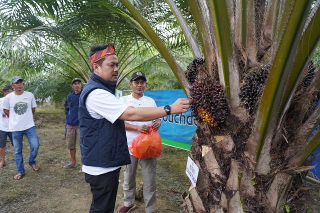 Bupati Koltim Panen Raya Sawit di Kecamatan Lambandia yang Merupakan Pola Perkebunan Rakyat