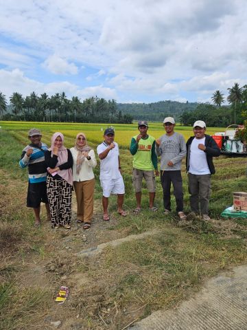 Pjs Bupati Pantau Proses Panen Padi Sawah di Atula